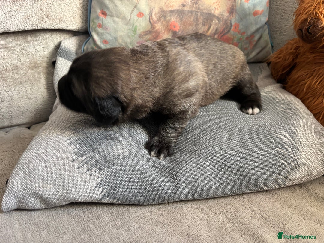 Caucasian Shepherd Dog dogs for sale: Caucasian shepherds 1 female and 1 male left - Advert 11