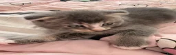 Mixed Breed cats for sale: Scottish fold mixed with mixed breed 2 boys  in Chatham - Advert 5