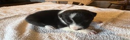 Border Collie dogs for sale: Border collie puppies for sale.  - Advert 11