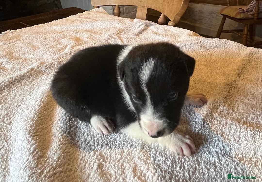 Border Collie dogs for sale: Border collie puppies for sale.  - Advert 11