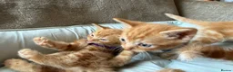 British Shorthair cats for sale: Gorgeous Ginger Kittens - Ready to leave in Mansfield - Advert 8