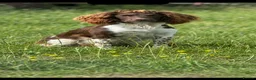 English Springer Spaniel dogs for sale: 7 gorgeous working springer spaniels  - Advert 4