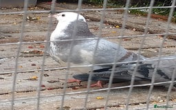 Pigeons birds for sale: Young tipplers/tumblers & racers £3 each - Image 7
