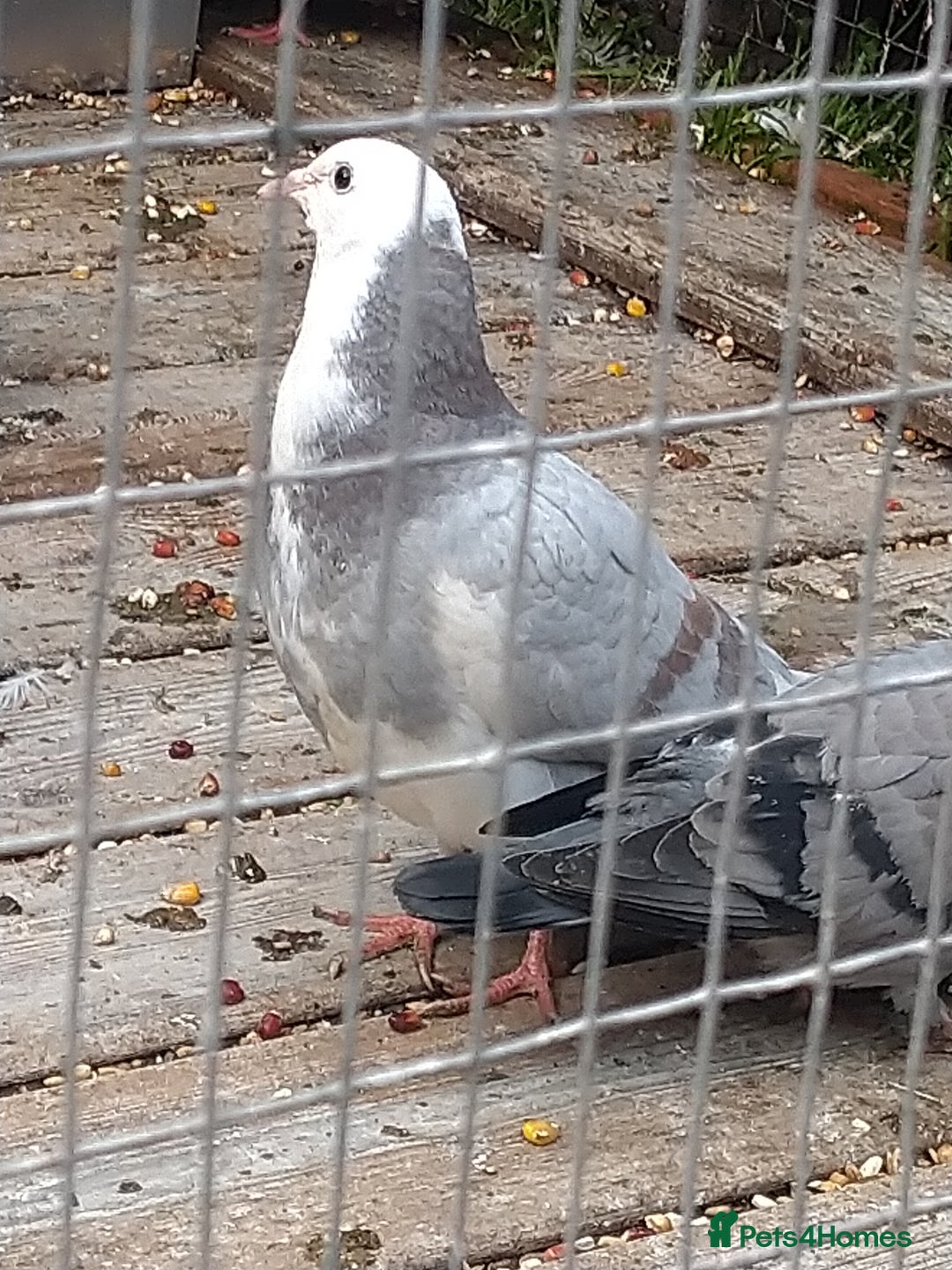 Pigeons birds for sale: Young tipplers/tumblers & racers £3 each - Image 7