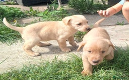 Labrador Retriever dogs for sale: Stunning labrador pups  - Image 12