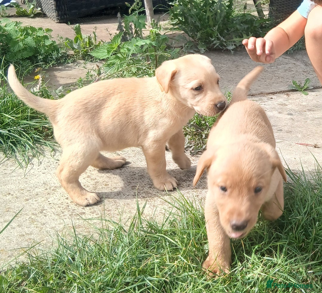 Labrador Retriever dogs for sale: Stunning labrador pups  - Image 12