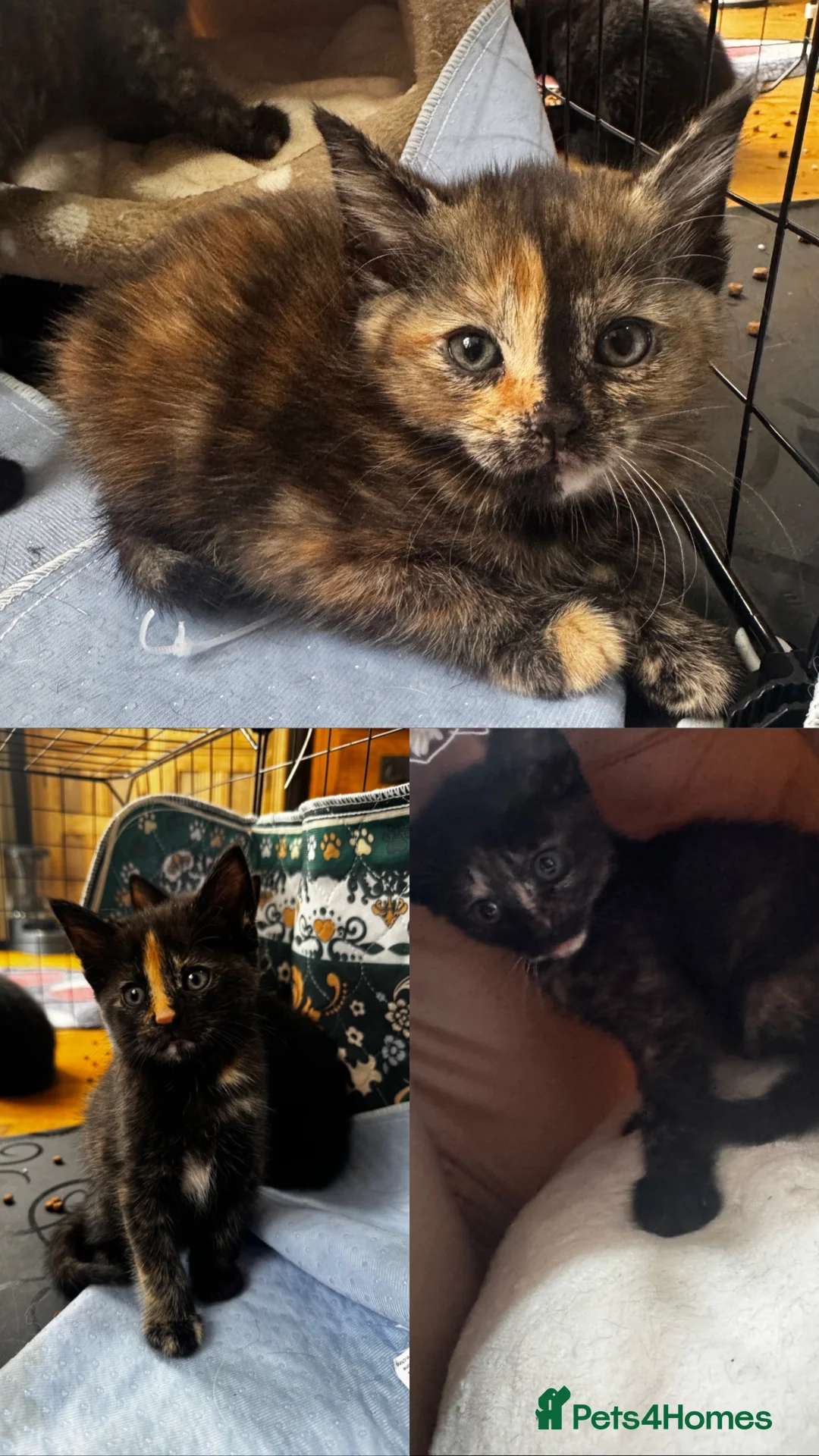 Mixed Breed cats for sale: 3 beautiful tortoiseshell girls available now in Wrexham - Advert 2