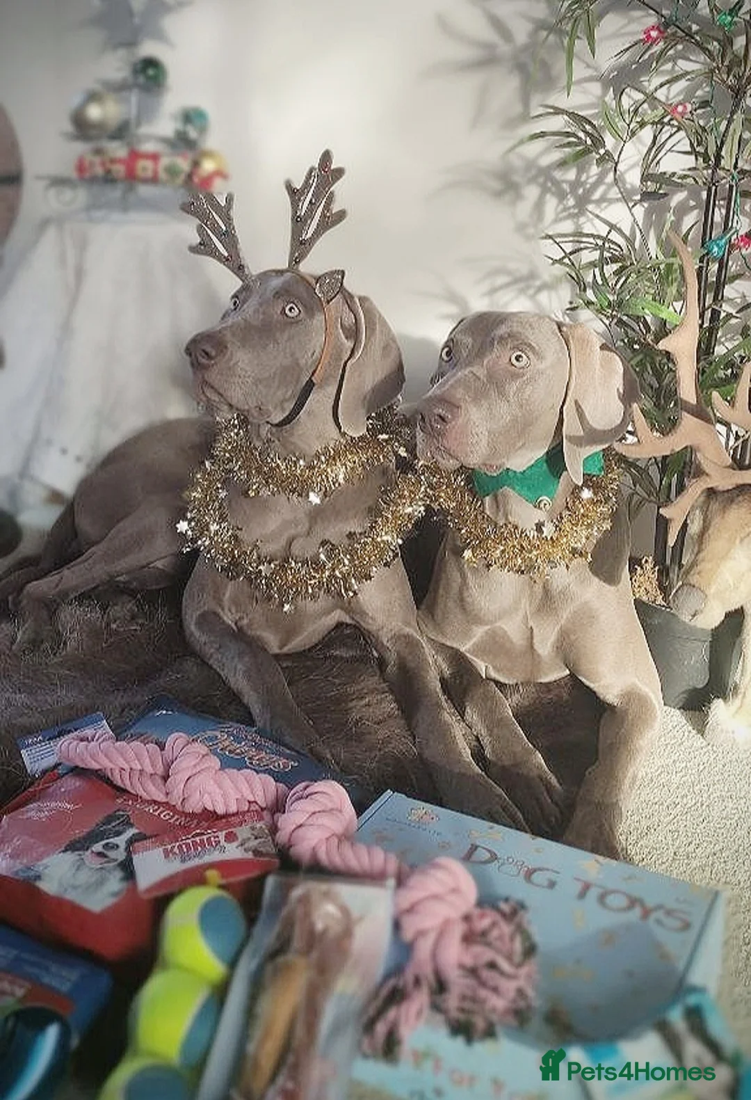 Weimaraner dogs for stud: 🔥super stud🔥Hipscored🔥KC reg in Woodbridge - Advert 18