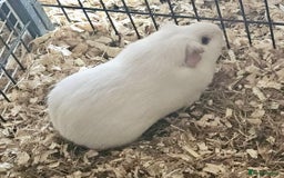 Guinea Pig rodents for sale: pair of california guinea pigs - Image 5