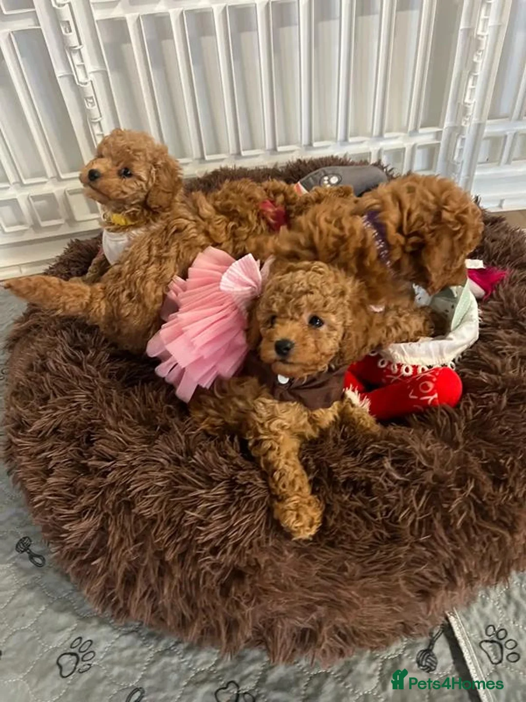 Toy Poodle dogs for sale: Poodle's toy will be fully grown 8-10 lbs - Advert 13