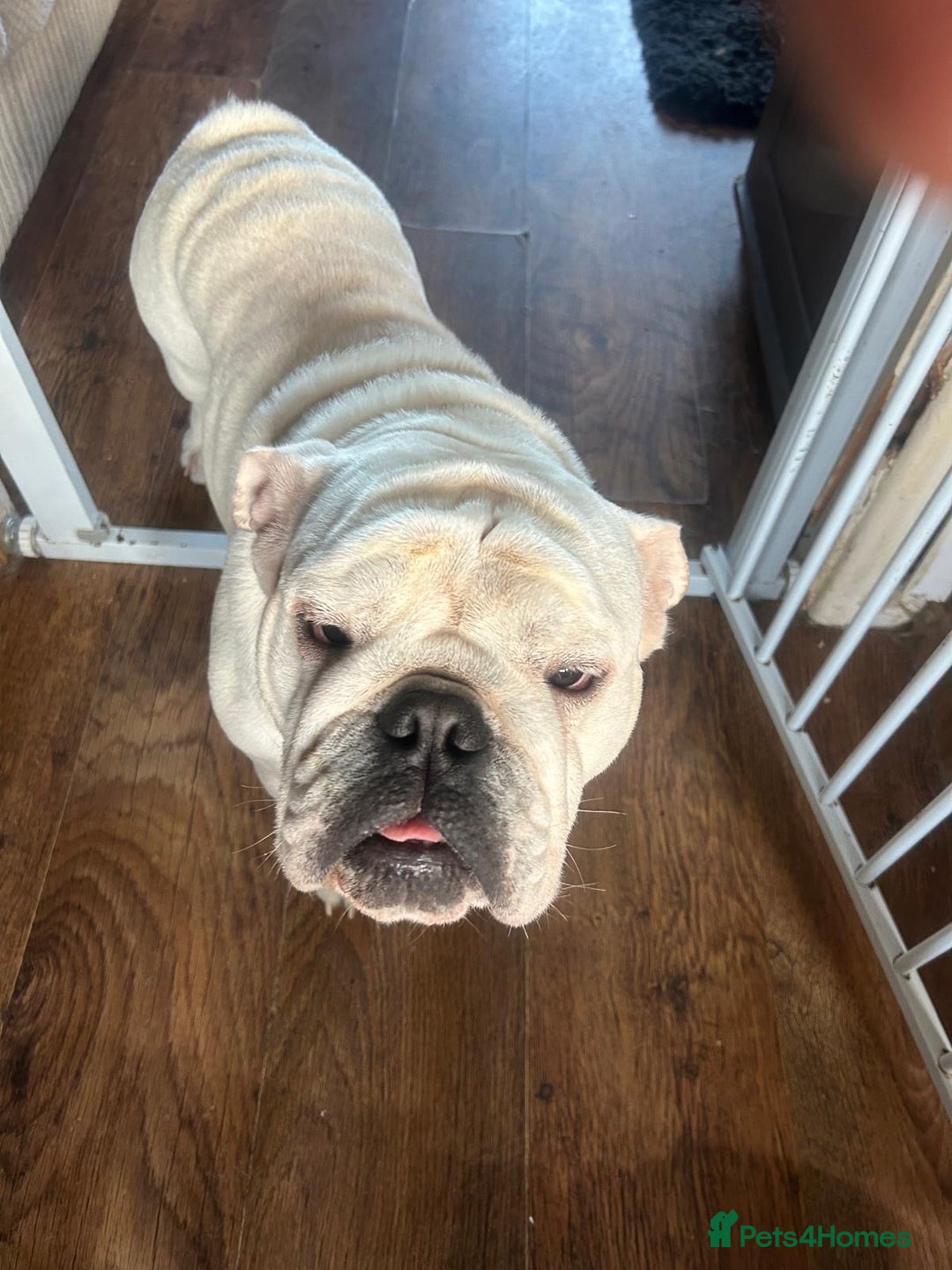 English Bulldog dogs for sale: Brother and sister for sale £2500 for both  - Advert 17