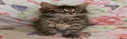 Maine Coon cats for sale: Maine Coon Absolutely  beautiful Kittens for Sale  - Advert 4