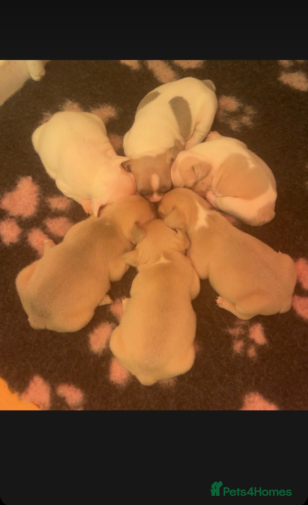French Bulldog dogs for sale: Frenchie puppies - Advert 4