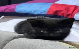 Mixed Breed cats for sale: Friendly kittens  - Image 7
