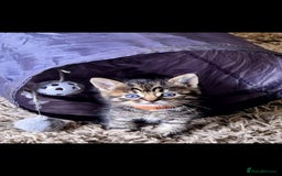 Domestic Shorthair cats for sale: 5 stunning tabby kittens  - Image 9