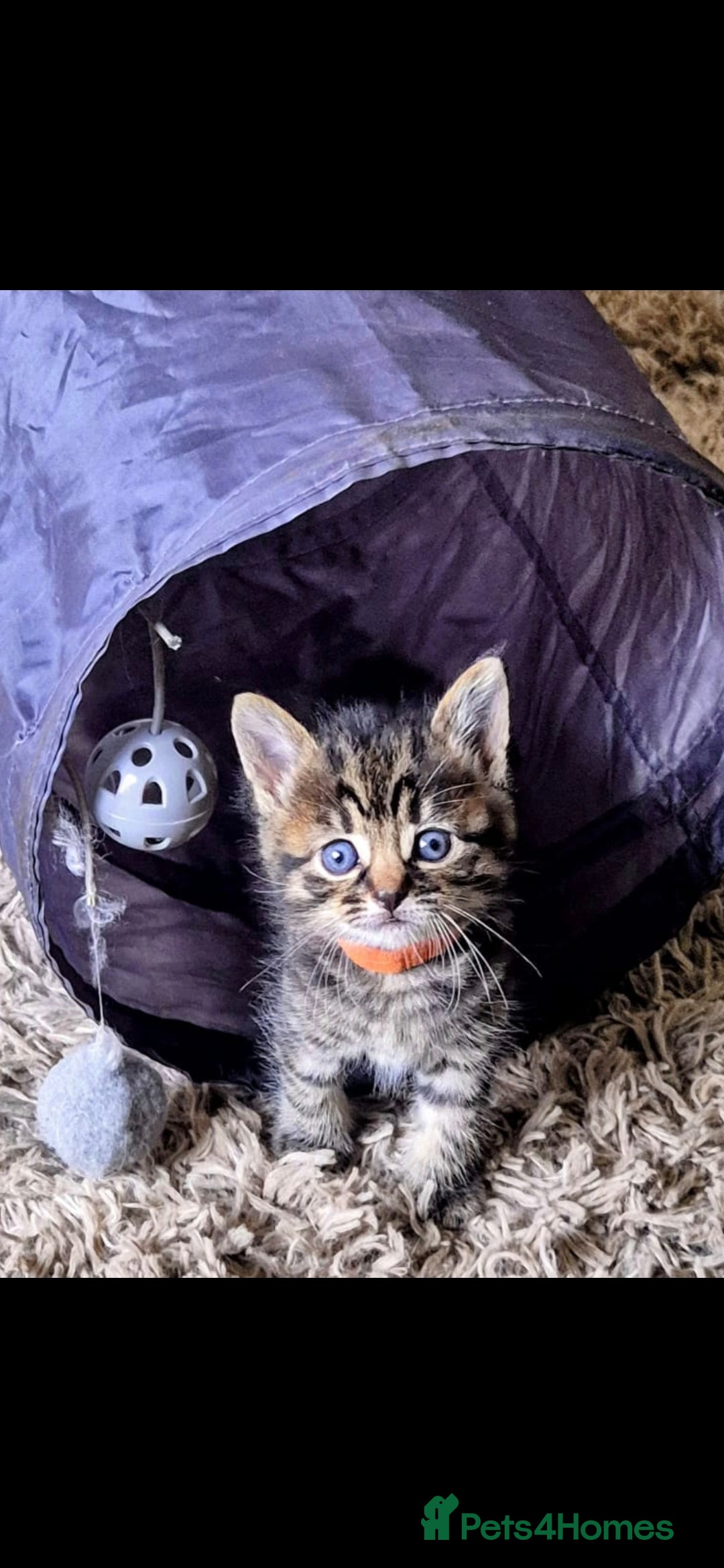 Domestic Shorthair cats for sale: 5 stunning tabby kittens  - Image 9
