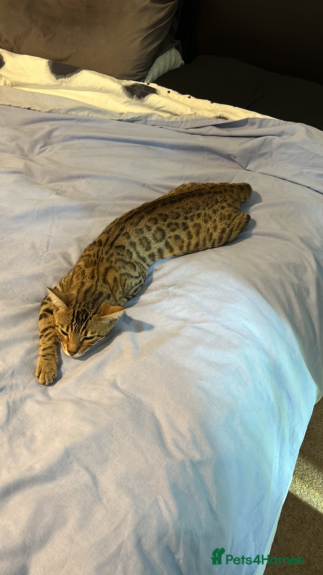 Bengal cats for sale: Bengal female  - Advert 7
