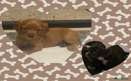 Cocker Spaniel dogs for sale: Cocker spaniel pups  - Advert 1