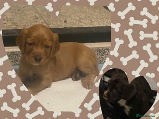 Cocker Spaniel dogs Cocker spaniel pups - Advert 3