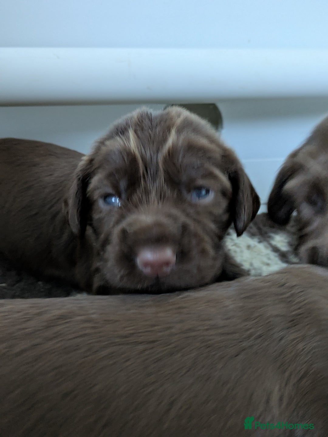 Cocker Spaniel dogs for sale: Cocker spaniel  - Image 4