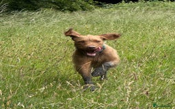 Hungarian Vizsla dogs for sale: Gorgeous 15 month wirehaired vizla  - Image 7