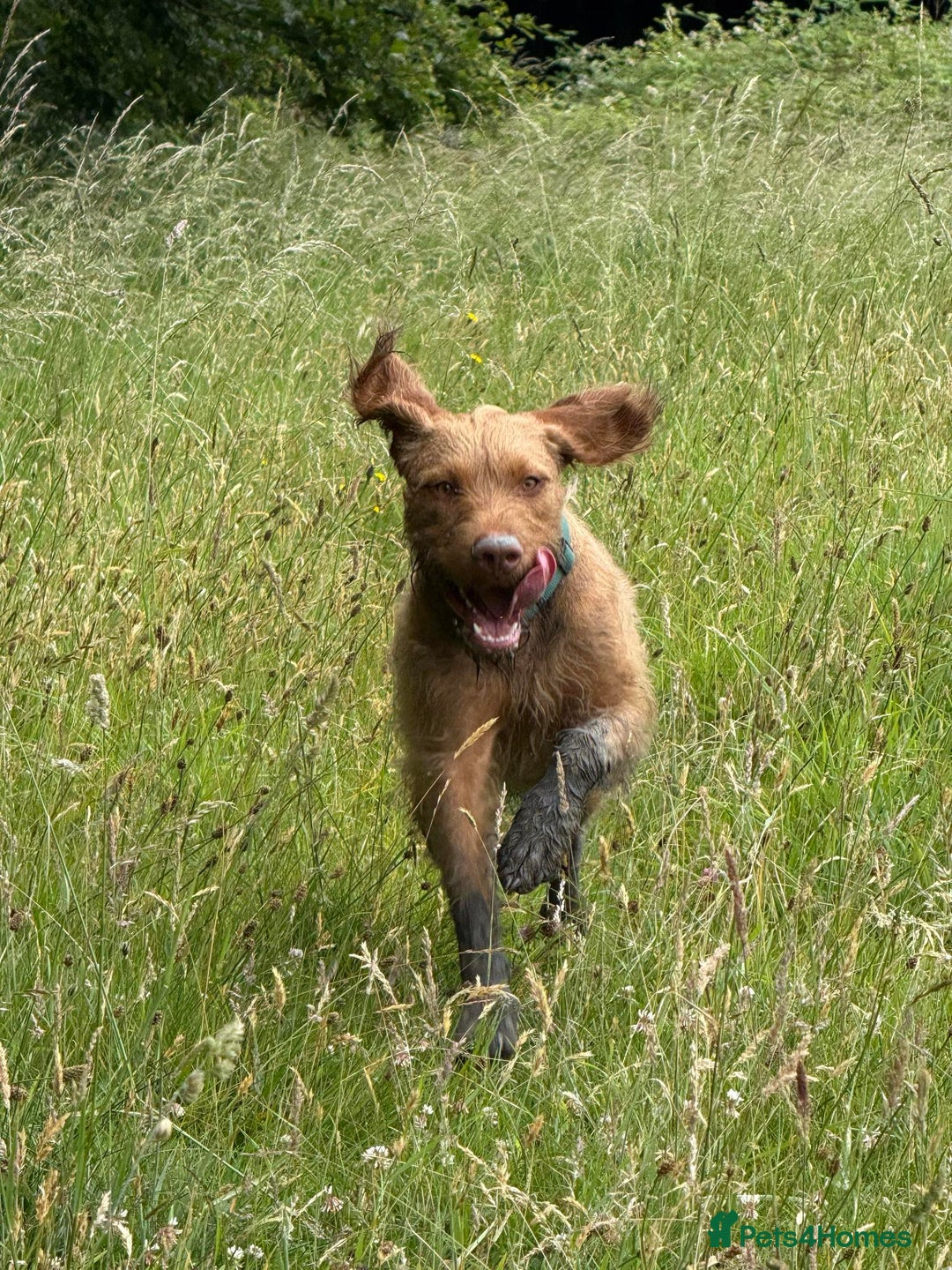 Hungarian Vizsla dogs for sale: Gorgeous 15 month wirehaired vizla  - Image 7