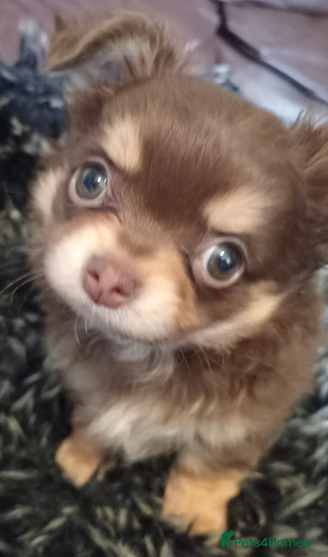 Chihuahua dogs for sale: Chihuahua long coat puppies in Peterborough - Advert 17