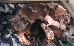Miniature Dachshund dogs for sale: Miniature dachshund - Image 2