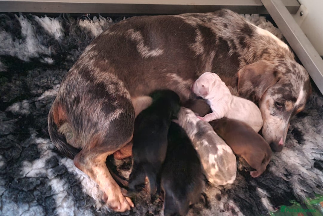 Miniature Dachshund dogs for sale: Miniature dachshund - Image 2