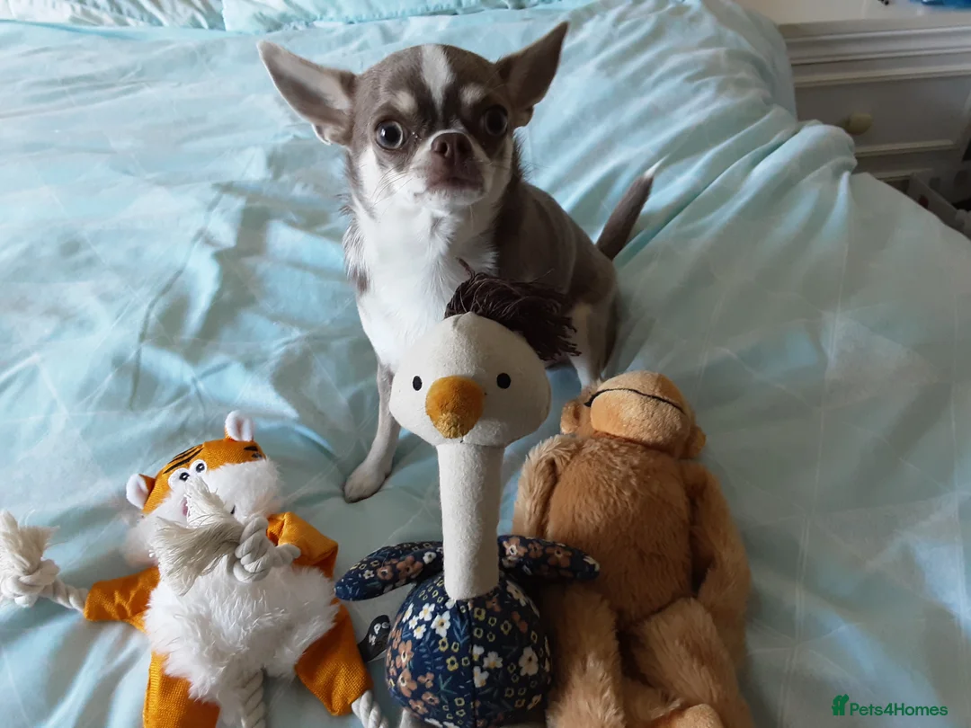 Chihuahua dogs for sale: Poppy - Advert 3