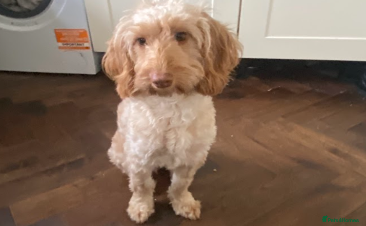 Cockapoo dogs - Advert 1