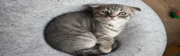 Scottish Fold cats for sale: Ready to rehome schottish fold kittens - Advert 8