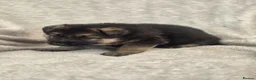 German Shepherd dogs for sale: German shepherd pups - Advert 22
