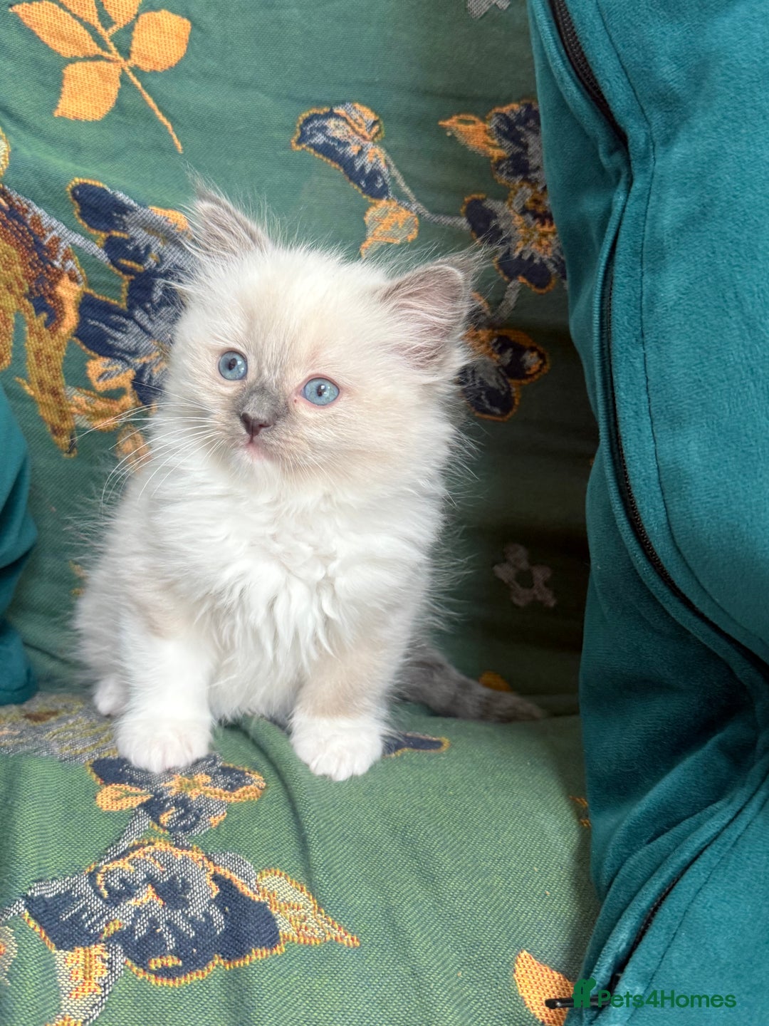 Ragdoll cats for sale: Ragdoll Kitten  - Image 2