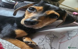 Chiweenie dogs for sale: 7 months old, chiweenie puppy - Image 1