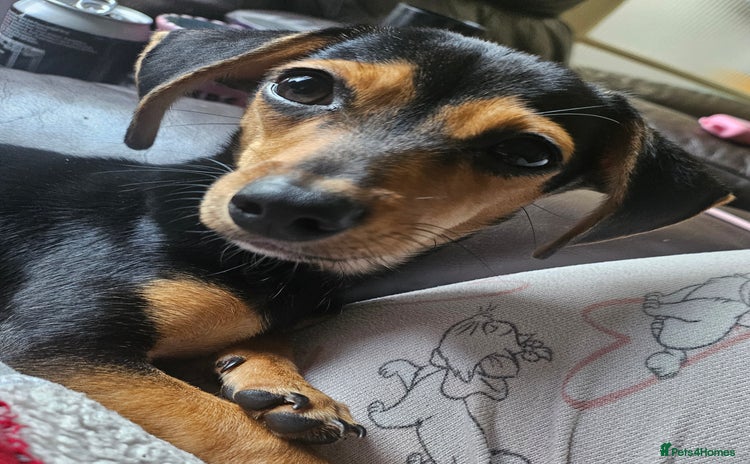 Chiweenie dogs - Advert 16
