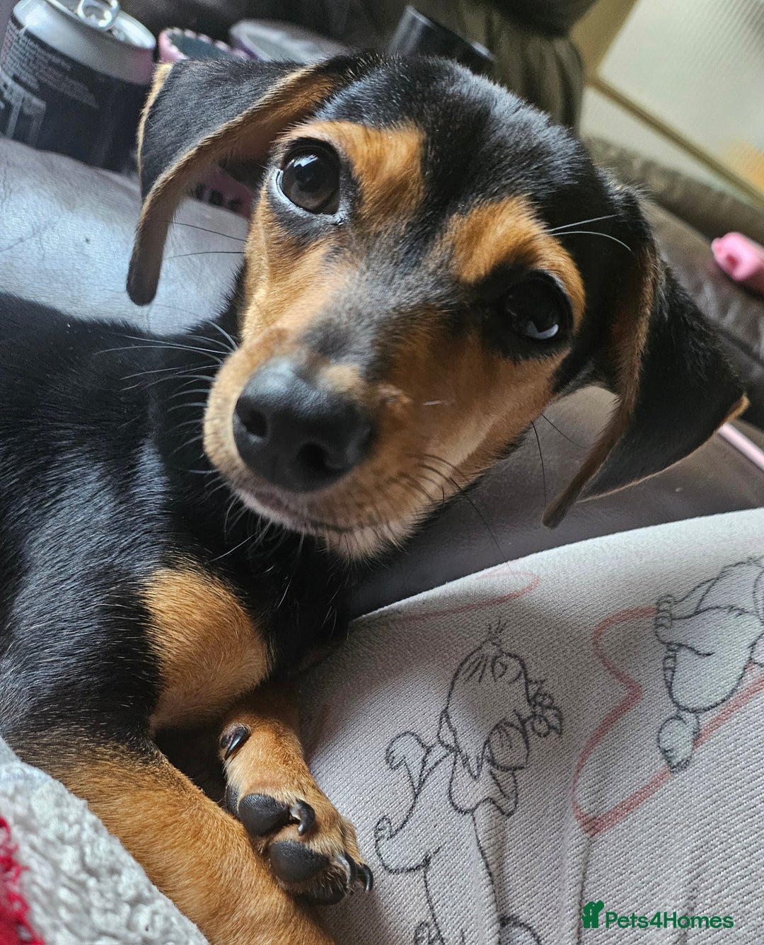 Chiweenie dogs for sale: 7 months old, chiweenie puppy - Image 1