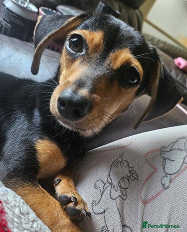 Chiweenie dogs - Advert 11