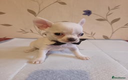 Chihuahua dogs for sale: Chihuahua puppy - Image 1