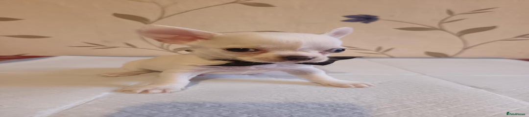 Chihuahua Puppy 1