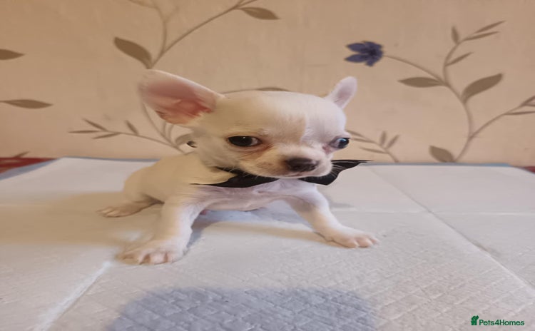 Chihuahua dogs - Advert 10
