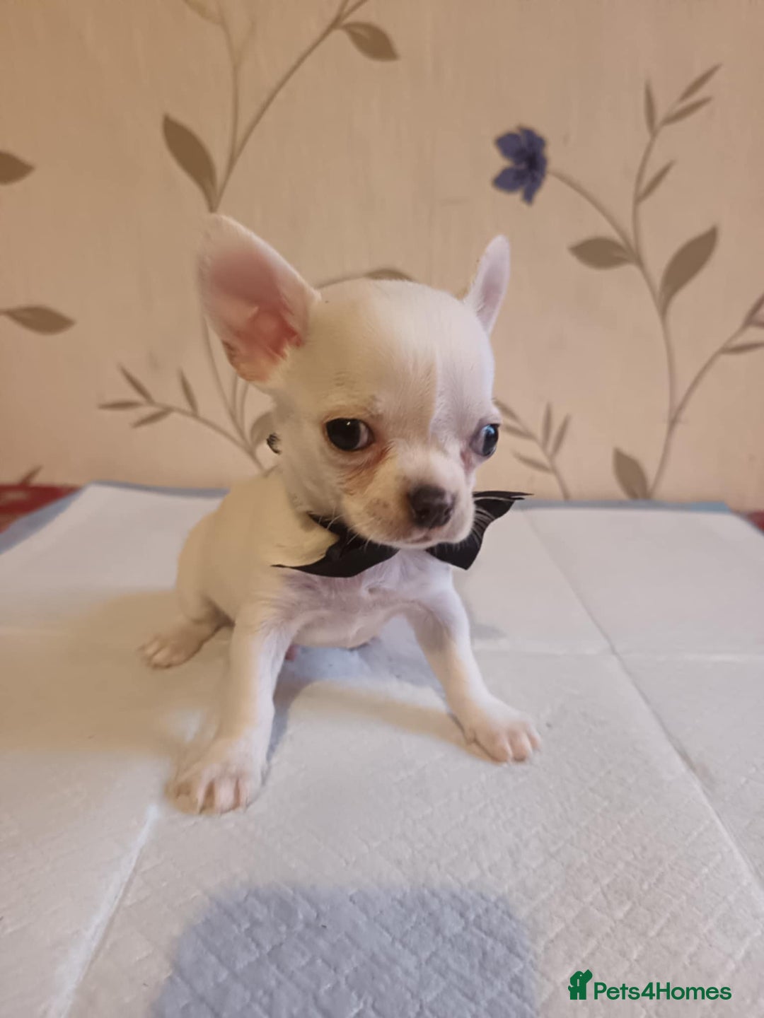 Chihuahua dogs for sale: Chihuahua puppy - Image 1