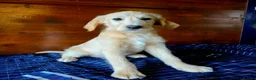 Labradoodle dogs for sale: Gold Labradoodle boy puppy - Advert 3
