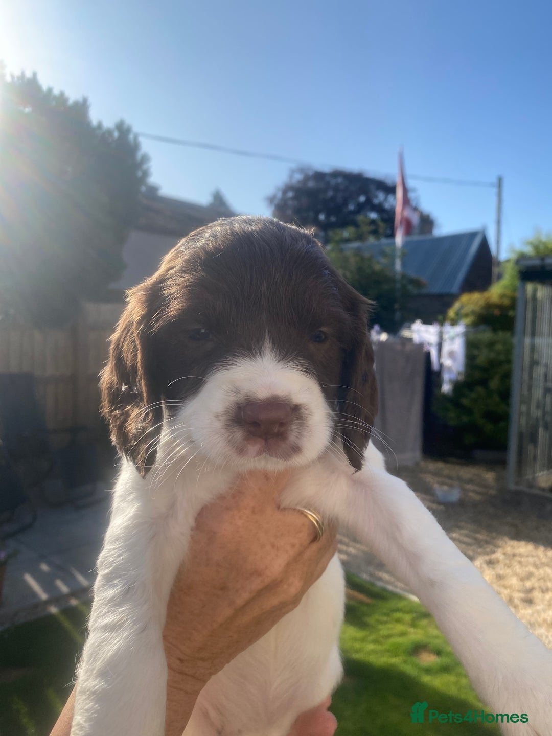 English Springer Spaniel dogs for sale: Springer Spaniel Bitch pups - Image 7