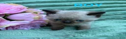 Mixed Breed cats for sale: Exotic X Kittens  in Blandford Forum - Advert 2