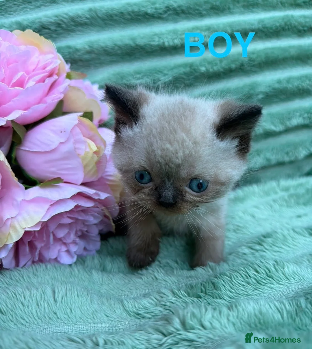 Mixed Breed cats for sale: Exotic X Kittens  in Blandford Forum - Advert 2