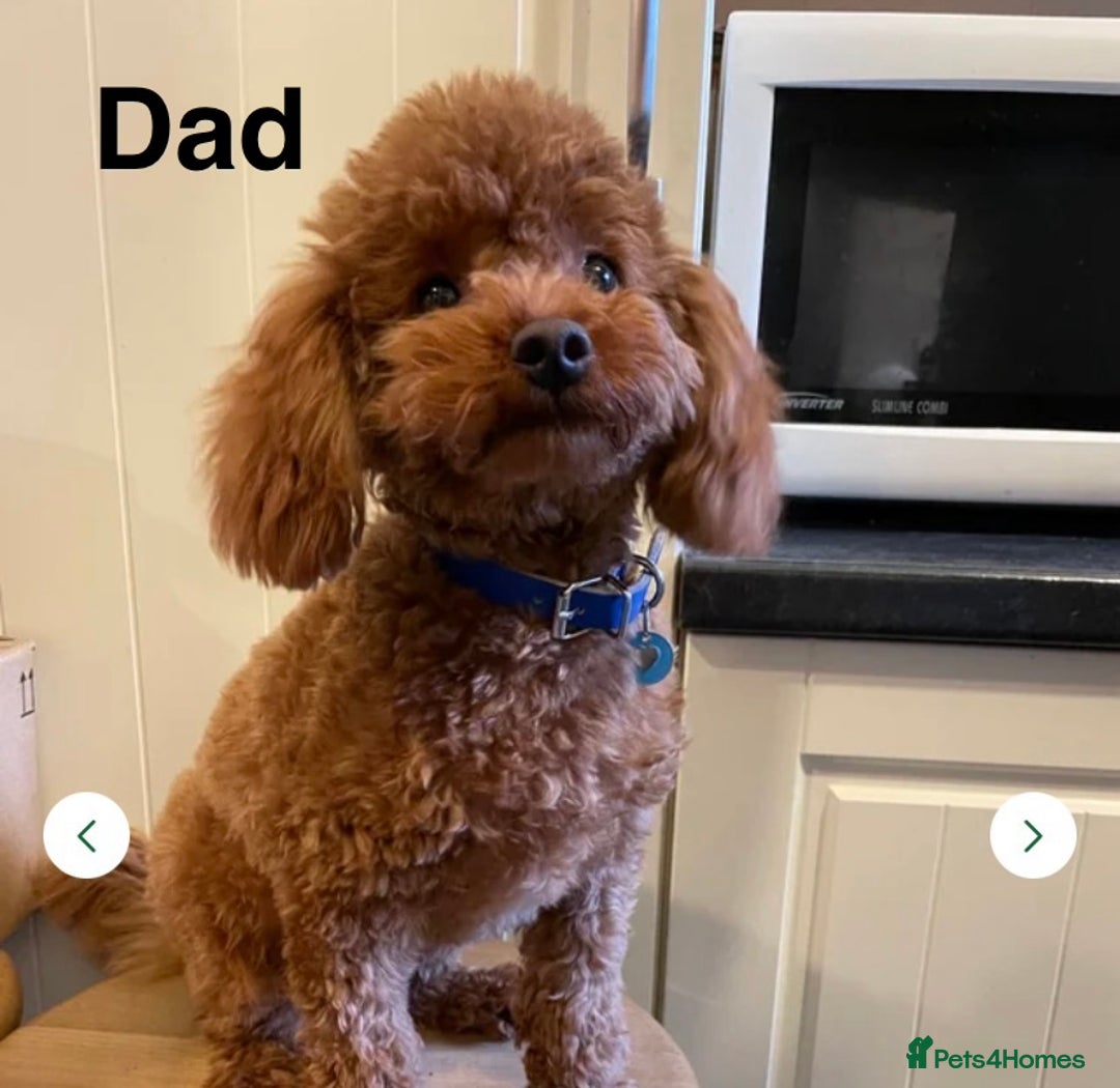 Cavapoo dogs for sale: Toy Cavapoo Health testing parent  - Advert 3