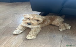 Cockapoo dogs for sale: 12 weeks puppy for sale  - Image 2