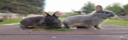 Netherland Dwarf rabbits for sale: Netherland dwarf £100 each - Advert 2