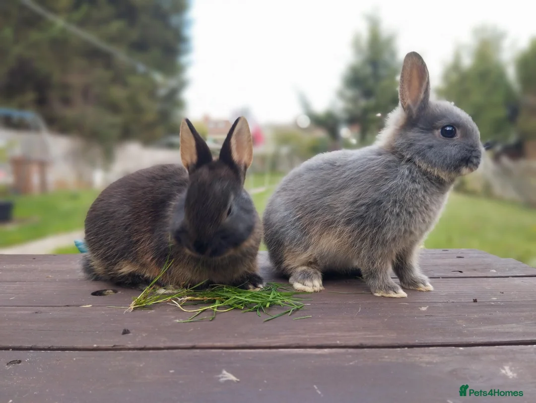 Netherland Dwarf rabbits for sale: Netherland dwarf £100 each - Advert 2